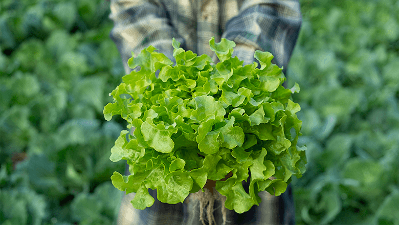 produce food sustainably